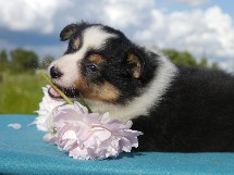 puppies