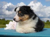puppies