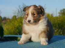 puppies