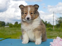 puppies