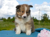 puppies