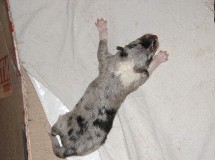 puppies