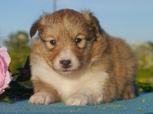 puppies