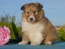 puppies