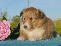 puppies