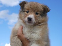 puppies