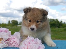 puppies