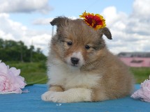 puppies