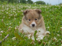 puppies