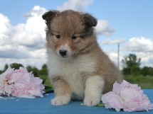puppies