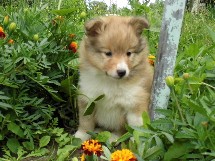 puppies