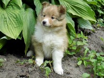 puppies