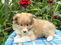 puppies
