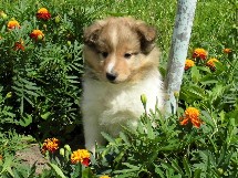 puppies