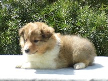 puppies