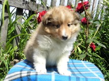 puppies