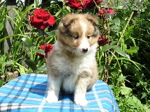 puppies