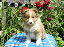 puppies