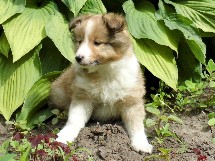 puppies