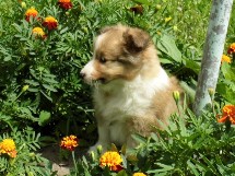 puppies