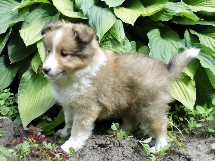 puppies