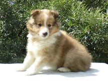 puppies