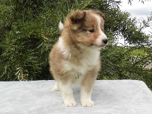 puppies