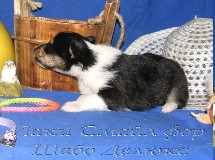 puppies