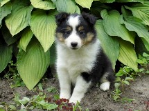 puppies