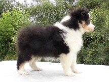 puppies