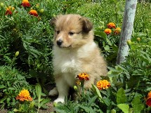 puppies