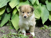 puppies
