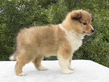 puppies