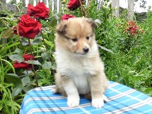 puppies