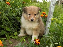 puppies