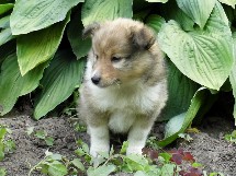 puppies