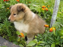 puppies
