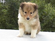 puppies