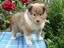 puppies
