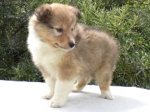puppies