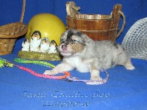 puppies