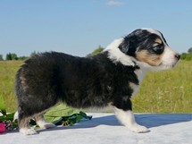 puppies