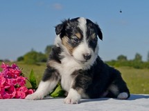 puppies