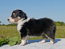puppies