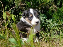 puppies