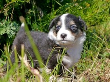 puppies