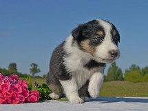 puppies