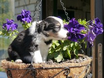puppies