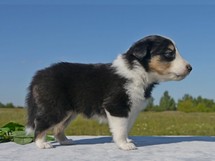 puppies