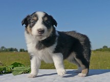 puppies